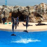 выступление дельфинов в Ocean park