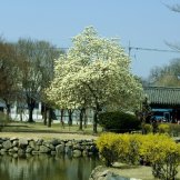 Цветение сакуры в парк Дэрынвон