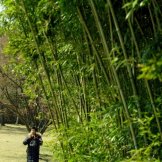 Заросли бамбука в парке Тхумули