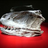 экспонат музея динозавров Цзыгун