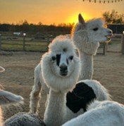 Ферма Альпак