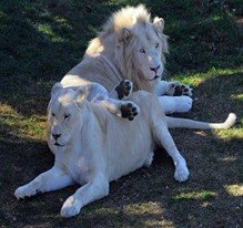 Парк «Белый лев»